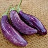 Price: €1.75 - Greek Eggplant Seeds TSAKONIKI - Seeds Gallery