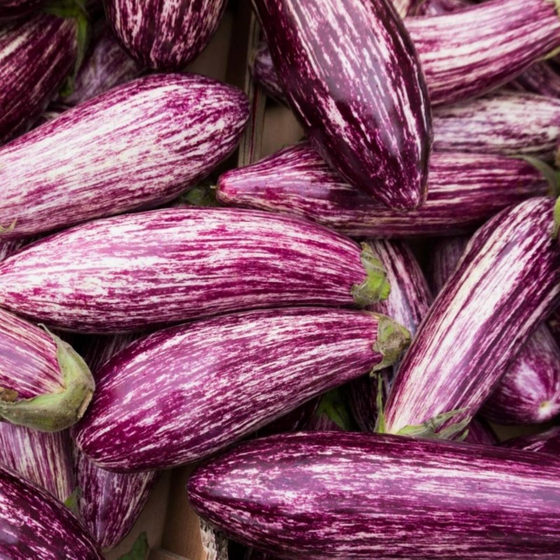 Price: €1.75 - Greek Eggplant Seeds TSAKONIKI - Seeds Gallery
