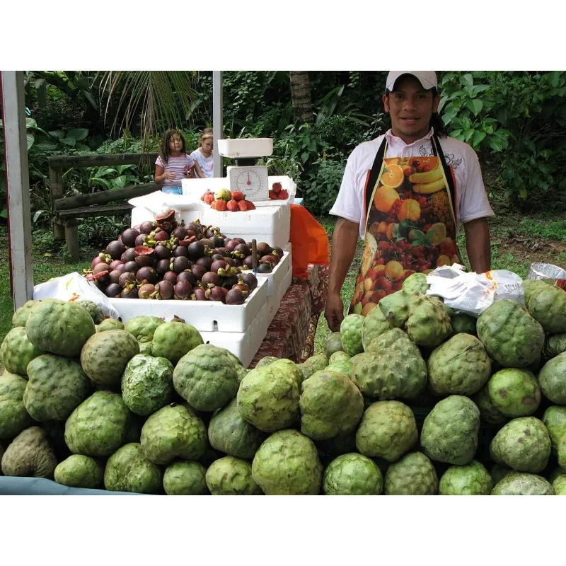Cherimoya, Zucker Apfel Samen (Annona cherimola)