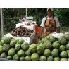 Cherimoya, Zucker Apfel Samen (Annona cherimola)