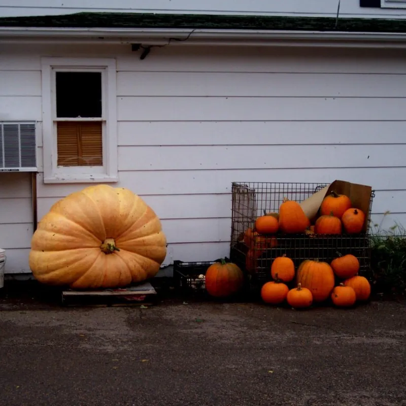 Semi di zucca gigante BIG MAX