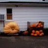Semi di zucca gigante BIG MAX