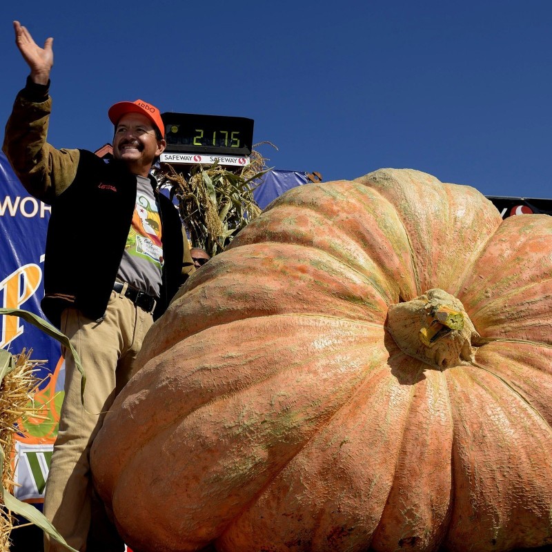 Price: €4.95 - Semillas de calabaza gigante BIG MAX - 