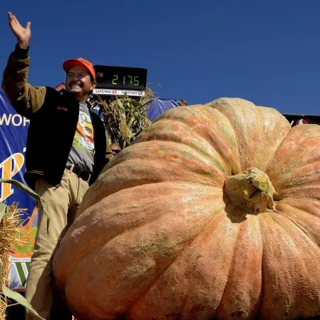 Semi di zucca gigante BIG MAX