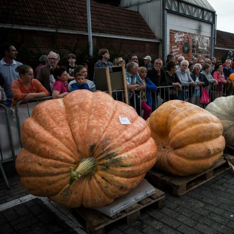 Semi di zucca gigante BIG MAX
