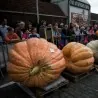 Sementes de Abóbora Gigante BIG MAX