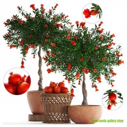 Price: €2.15 - Patuljasti – Divlji Nar Seme (Punica granatum Nana) - 