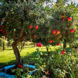 Pomegranate Seeds (Punica granatum)  - 1
