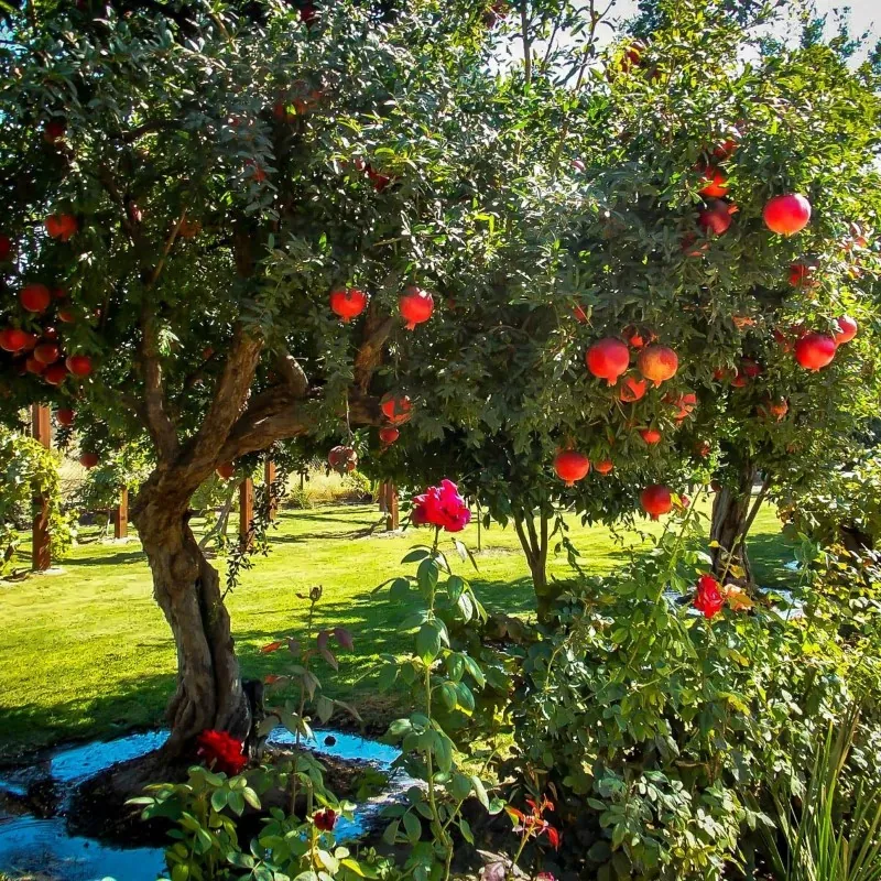 Semillas de Granado (Punica granatum)