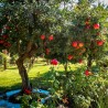 Price: €2.45 - Graines de Grenadier (Punica granatum) - 