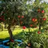 Σπόροι Ροδιά (Punica granatum)
