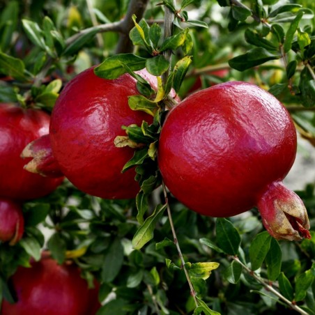 Price: €2.45 - Granatäpple Frön (Punica granatum) -