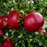 Sementes de Romã (Punica granatum)