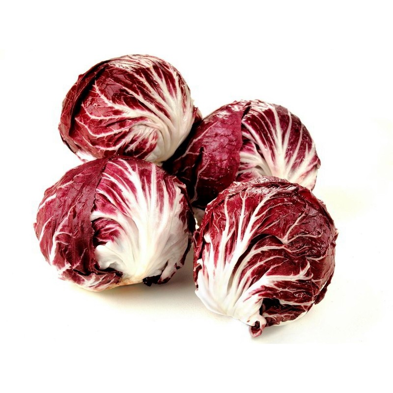 Graines de Chicorée Rouge Verona
