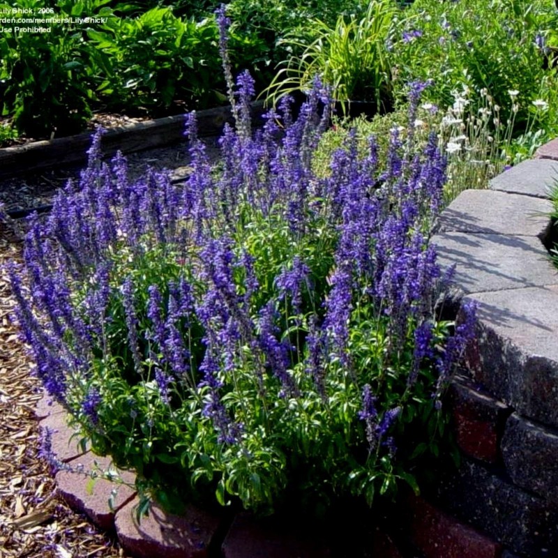 Σπόροι Σάλβια 'Victoria' Φλόγα