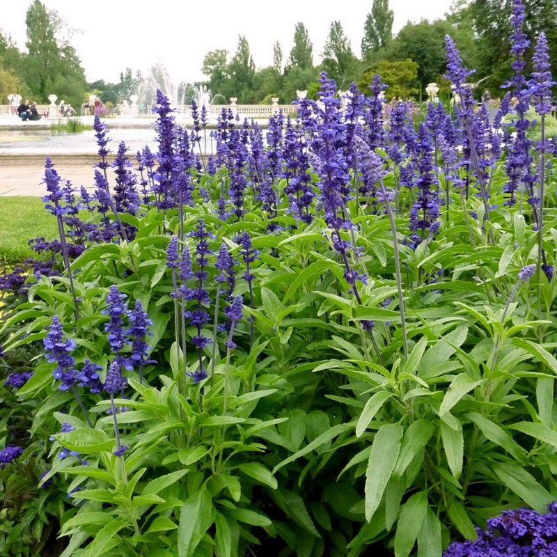 Price: €1.5 - Mehlige Salbei 'Victoria' Samen - 