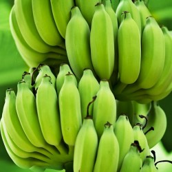 Price: €2.25 - Σπόροι μπανάνα Blood Banana, Red Banana - 