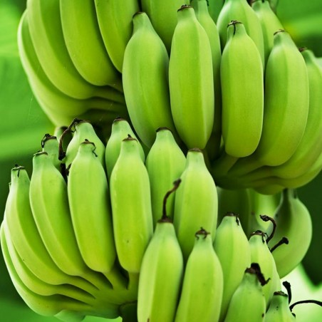 KRVAVA - CRVENA BANANA Seme | 2,25 €