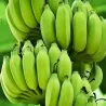 BLOOD BANANA Seeds