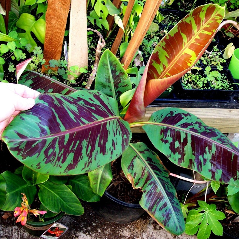 Sementes de Bananeira Bloodleaf