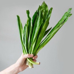 Nasiona kolendry meksykańskiej (Eryngium foetidum) - 1.755