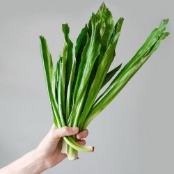 Price: €1.95 - Semillas de cotidiano cilantro cimarron (Eryngium foetidum) - 