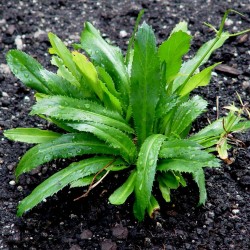 Mexican Coriander Seeds (Eryngium foetidum)  - 1