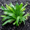 Price: €1.95 - Mexikanischer Koriander Samen (Eryngium foetidum) - 