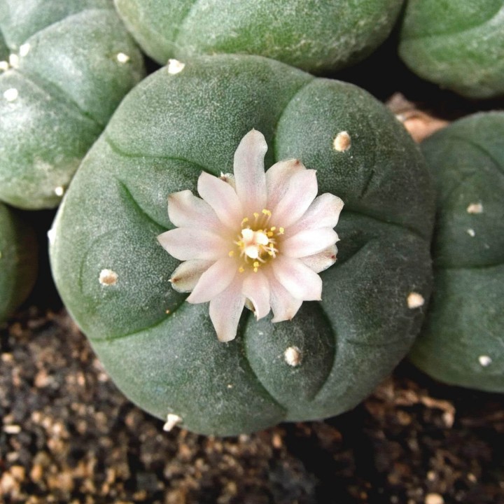 Nasiona pejotlu (Lophophora williamsii) - 3.15