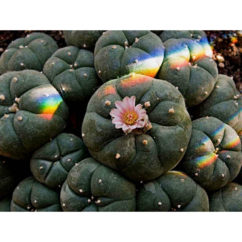 Price: €2.85 - Sementes de peiote, peyotl e mescal (Lophophora williamsii) - 