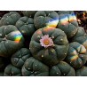 Price: €2.85 - Graines de peyotl, peyote (Lophophora williamsii) - 