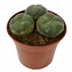 Peyote frön (Lophophora williamsii)  - 5