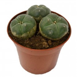 Price: €2.85 - Semi di Peyote (Lophophora williamsii) - 