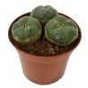 Price: €2.85 - Peyote Seeds (Lophophora williamsii) - 