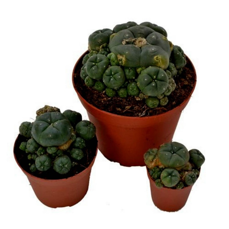 Price: €2.85 - Peyote Seeds (Lophophora williamsii) - 