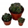Price: €2.85 - Peyote Seeds (Lophophora williamsii) - 