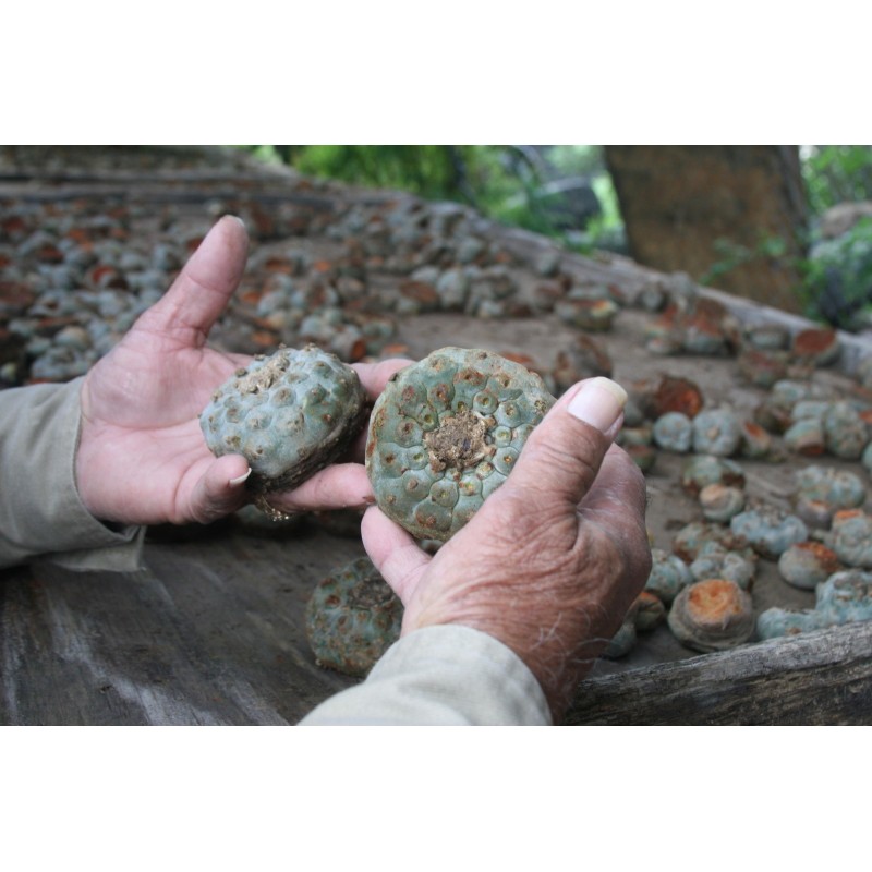 Price: €2.85 - Peyote Seeds (Lophophora williamsii) - 