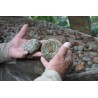Price: €2.85 - Peyote Seeds (Lophophora williamsii) - 