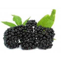 Price: €1.75 - Σπόροι Κουφοξυλιά, Σαμπούκος - Seeds Gallery