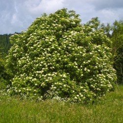 Bazga ili Zova Seme (Sambucus nigra)  - 4