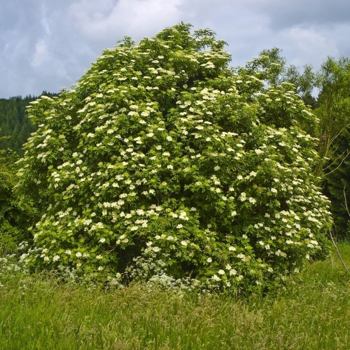 Elder - Elderberry Seeds (Sambucus nigra) - 2.5