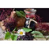 Holunder Samen Saatgut Winterhart | 1,75 €