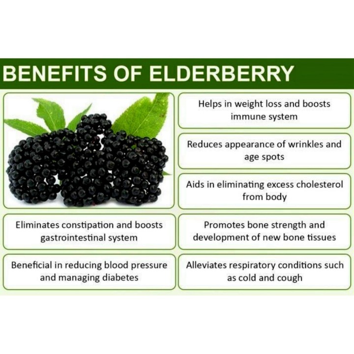 Elder - Elderberry Seeds (Sambucus nigra) - 2.5
