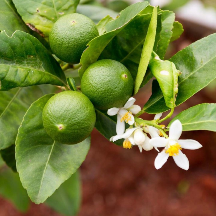 Nasiona limonki tahitańskiej (Citrus latifolia) - 228.714671