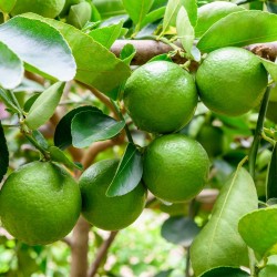 Σπόροι Περσικού λάιμ (Citrus latifolia x)  - 2