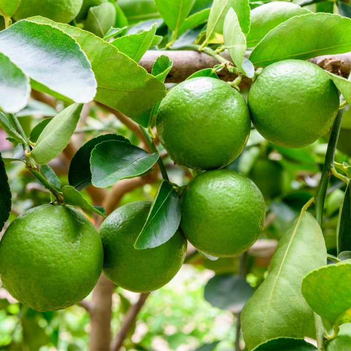 Nasiona limonki tahitańskiej (Citrus latifolia) - 228.714671