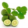 Combava ili Kaffir Limeta seme (Citrus hystrix) | 3,50 €