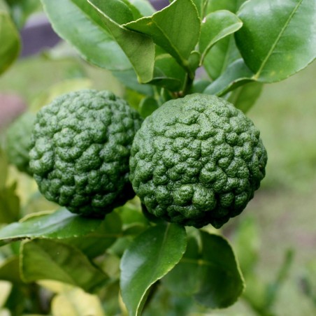 Combava ili Kaffir Limeta seme (Citrus hystrix) | 3,50 €