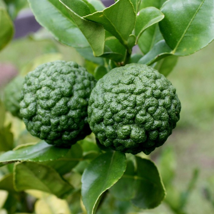 Nasiona limonki kaffir (Citrus hystrix) - 3.15