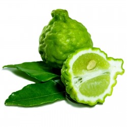 Price: €3.5 - Καφρός Lime σπόρος (Citrus hystrix) - 